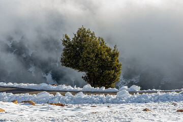 Lone Tree in the Snow