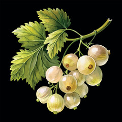 White Currant Berries on Black Background Botanical Vector Watercolor Illustration