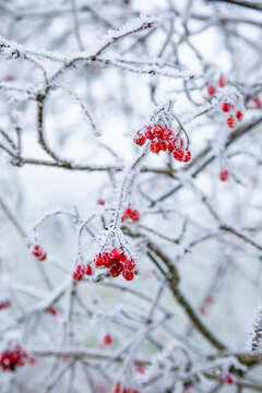 Winter, Frost auf roten Vogelbeerbeeren - 3