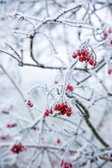 Winter, Frost auf roten Vogelbeerbeeren - 1
