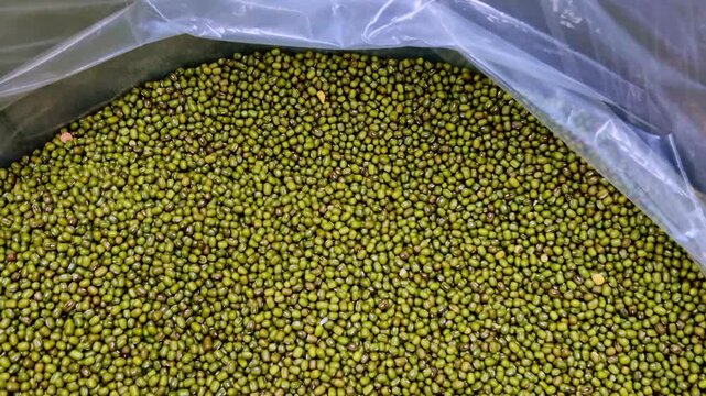 A close-up of green mung beans moong daal pulse tightly packed inside a plastic-lined sack, showing uniform small grains commonly used as pulses in Indian cooking.