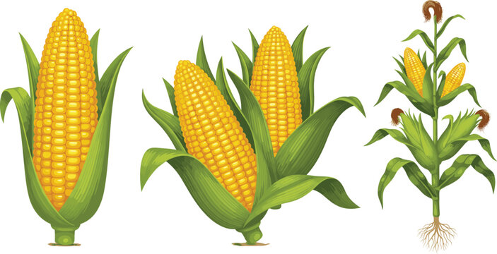Corn cob and maize plant vector illustration set showing fresh ears and full plant growth stages isolated on white background for agriculture design