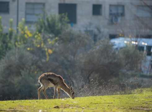Wild Gazelle grazing in a green field, nature wildlife shot.