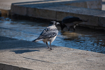 Hooded Crow (Corvus cornix) perched in natural environment, wildlife portrait.