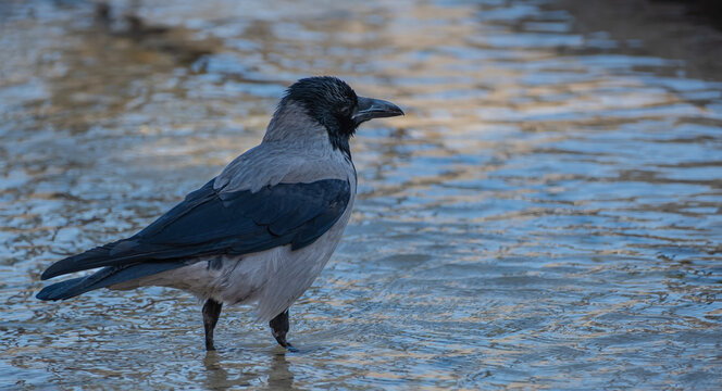 Hooded Crow (Corvus cornix) perched in natural environment, wildlife portrait.
