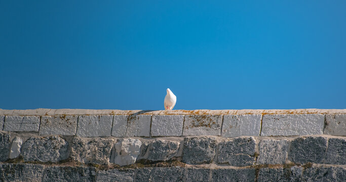 White dove perched on ancient stone wall in Jerusalem, Israel, under a blue sky