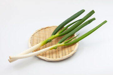 ネギ 盆ざる 白背景