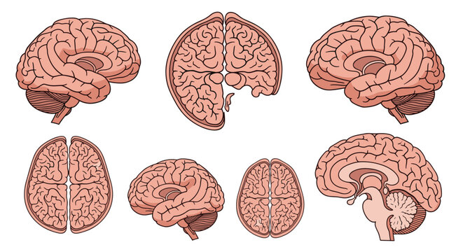 Collection of seven different views of the human brain including lateral, sagittal, and cross section diagrams.