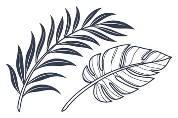 Exotic tropical foliage decorative plant isolated on white background