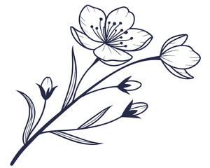 Beautiful wild flower blooming isolated on white background