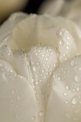 wet and fresh white fragrant flowers tulips for picking into a bouquet, a group of beautiful white tulips covered with drops of water , flowers tulips for collecting bouquets and decorations