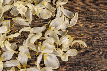 dry ugly tulip flowers and petals are scattered on an old black wooden table, flower details from a gift bouquet that have wilted and crumbled