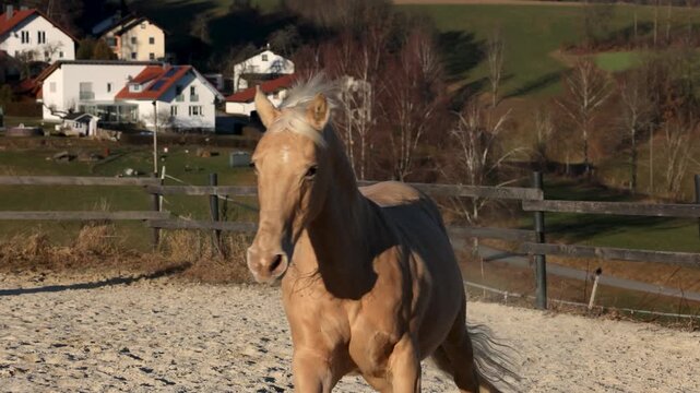 Palomino Caballo Deporte Espanol gelding galloping, playing and bucking on an outdoor riding arena
