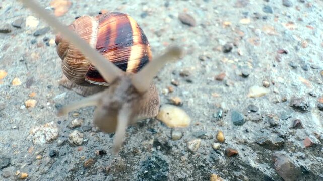 A snail is crawling on a stone. The pattern on its shell and the texture of its slippery skin are visible. A terrestrial gastropod mollusk in its natural habitat. Microcosm. Macro. Close-up