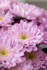 wet beautiful bush chrysanthemums gathered in large numbers in a bouquet for giving on holidays, a huge bouquet with bright, fresh and fragrant chrysanthemums covered with drops