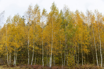 a completely cloudy sky in a forest with a large number of birches on which the foliage turns yellow in autumn