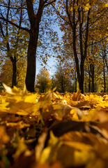 the orange foliage of maples falling to the ground during the fall of leaves, the beautiful foliage of maples during the fall of leaves in bright, sunny weather