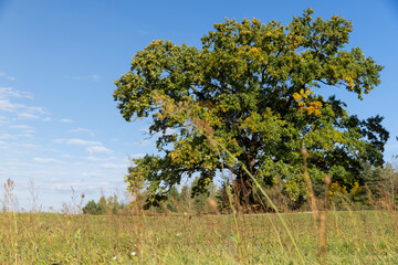 a lonely oak tree with foliage changing color to yellow in sunny weather against a blue sky, nature during the change in the autumn season