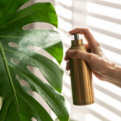 Hand Misting Green Monstera Leaf with Brass Spray Bottle - Indoor Gardening Concept