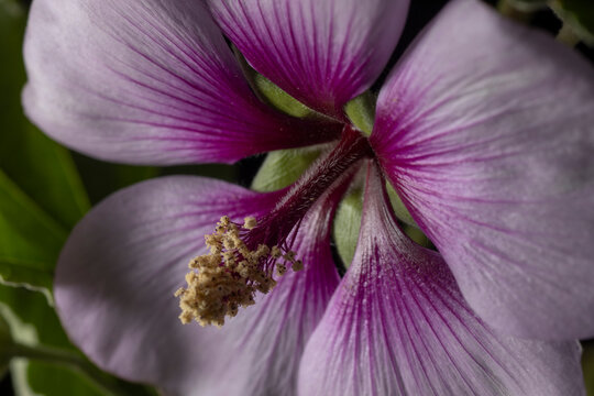 Tree Mallow- Lavatera maritima
