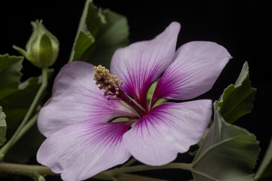 Tree Mallow- Lavatera maritima
