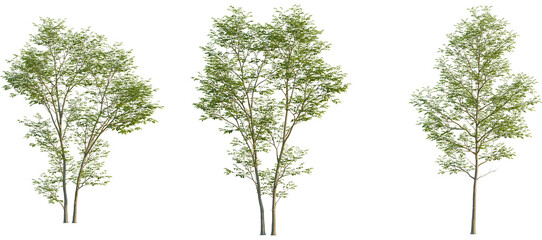 Gymnocladus dioica Tree front, elevation view, cutout, isolate, Isolated trees with green leaves on transparent background for design use © Peter Hai