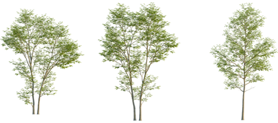 Gymnocladus dioica Tree front, elevation view, cutout, isolate, Isolated trees with green leaves on transparent background for design use