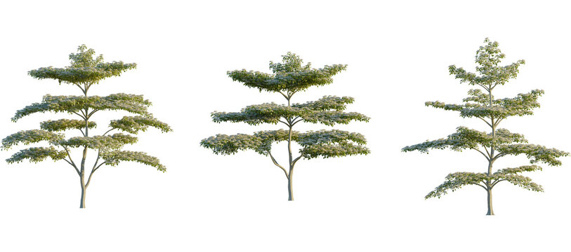 Cornus controversa Tree front, elevation view, cutout, isolate, Isolated trees on transparent background for creative projects