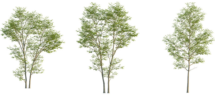 Gymnocladus dioica Tree front, elevation view, cutout, isolate, Isolated trees with green leaves on transparent background for design use