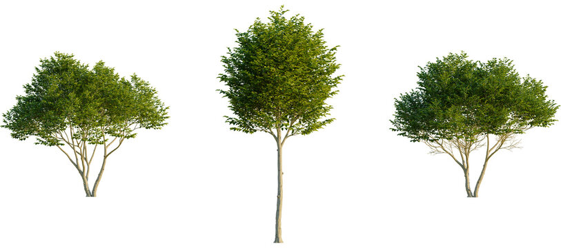 Ligustrum japonicum Tree front, elevation view, cutout, isolate, Three green trees with lush foliage on a transparent background, ideal for design and decorative projects