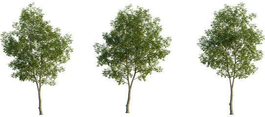 Ulmus carpinifolia Tree front, elevation view, cutout, isolate, Isolated trees on transparent background for easy integration into designs © Peter Hai