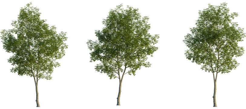Ulmus carpinifolia Tree front, elevation view, cutout, isolate, Isolated trees on transparent background for easy integration into designs