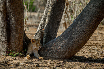 Lion resting beneath tree trunk