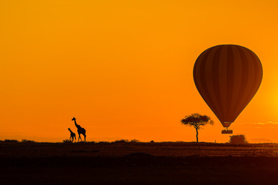 hot air balloon at sunrise along with Giraffe and acacia tree