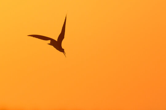 skimmer bird against evening sky