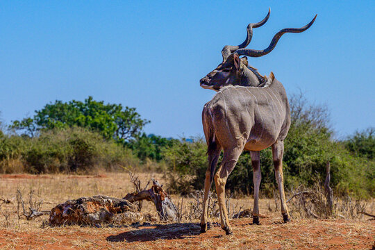 Kudu antelope in the savannah