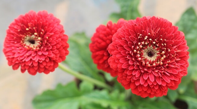 Closeup image of  Zinnia flower.