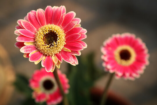 Closeup image of  Zinnia flower.