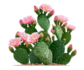 Prickly Pear Cactus with Pink Flowers and Buds opuntia isolated on a transparent background