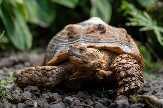 turtle on the grass