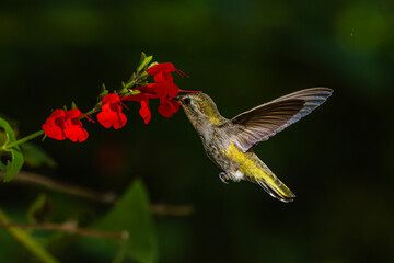 Costa's Hummingbird (Calypte costae) Photo, in Flight Feeding on Autumn Sage (Salvia greggii) Over a Dark Background