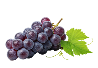 Vibrant dark purple table grapes with glistening water droplets and a green leaf on a transparent studio background, bright soft lighting, clear copy space, concept for food advertising