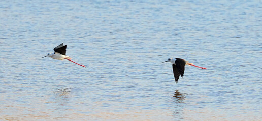 black and white stork