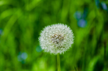Fototapeta premium Delicate dandelion seed head floating in soft green natural meadow. White dandelion clock standing calm in wind, dreamy summer mood, natural meadow setting, fragility, spring, plant life cycle concept