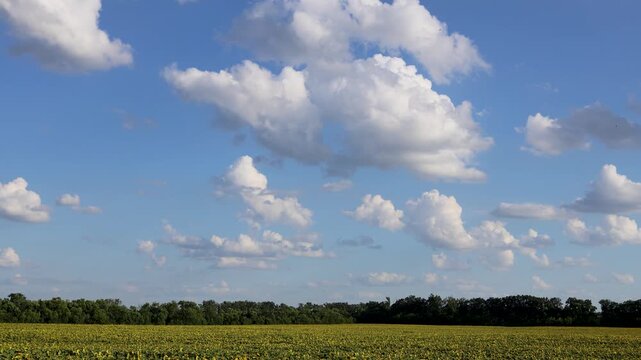 A green field under a soft sky with scattered clouds and a dense line of trees in the background add depth to this serene agricultural landscape. A field of yellow rapeseed.