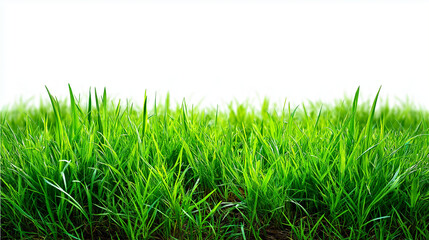 Obraz premium Lush green grass field isolated, lawn texture, natural vegetation, meadow element, landscape component, pure greenery, with copy space