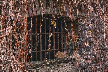 Arched window with rusty metal bars overgrown with dry vines on an old brick ruin. Moody and mysterious atmosphere of an abandoned building overtaken by nature.