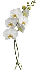Elegant white orchid bloom