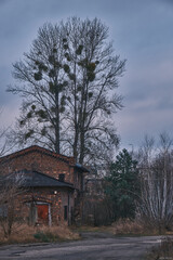 Abandoned red brick cottage standing under a tall bare tree with mistletoe. Moody landscape of a derelict rural building and misty forest during autumn or winter with a dark, gloomy atmosphere.