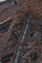 Low angle view of an old red brick wall with a rusty metal ladder and tangled dry vines. Moody urban decay scene showing weathered industrial architecture and abandoned building textures.